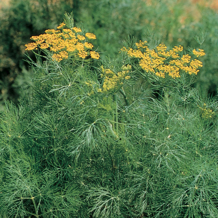 Plant d'aneth