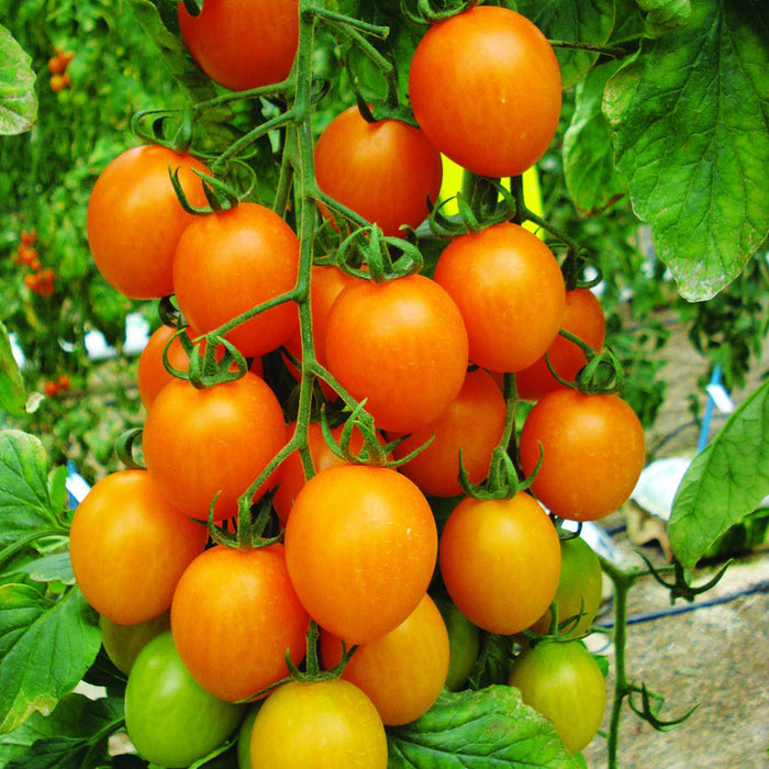 Plant de tomate raisin Matthew