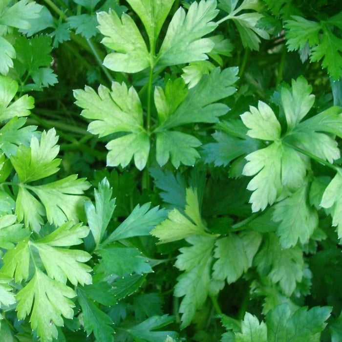 Plant de persil italien (plat)