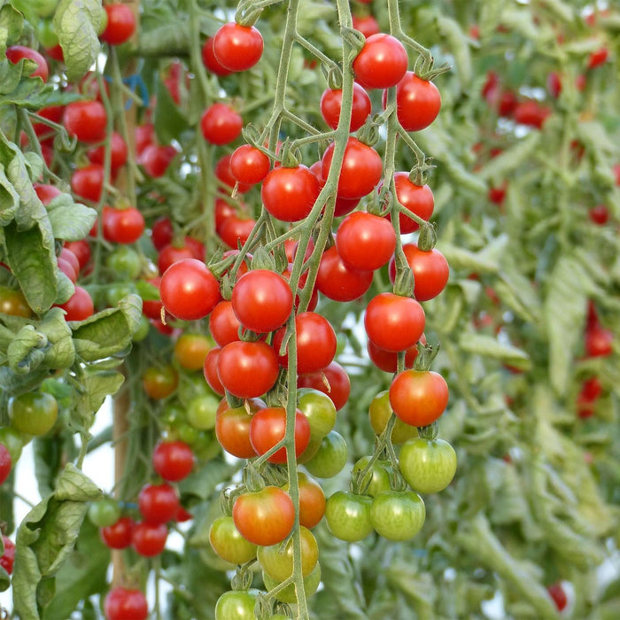 Plant de tomate cerise Sweet100