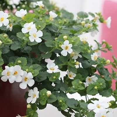 Bacopa Fleurs Blanches Pot 11 cm - Le Jardin du Rudel