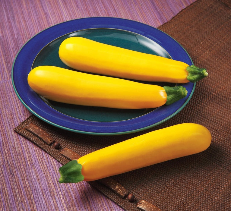 Plant de zucchini jaune (courgette)
