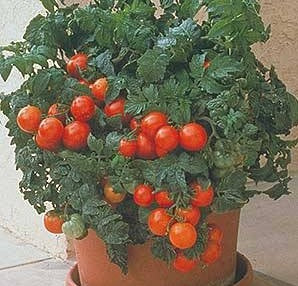 Plant de tomate Patio rouge