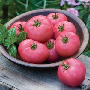 Plant de tomate Pink Girl