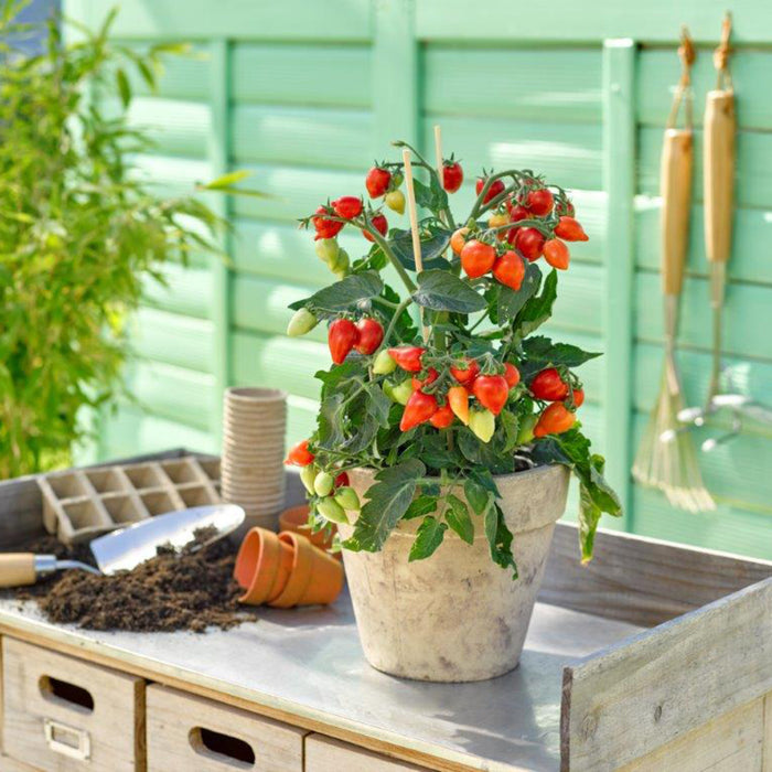 Plant de tomate cerise rouge Plumbrella