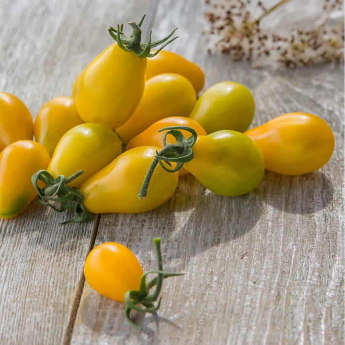 Plant de tomate Poire jaune