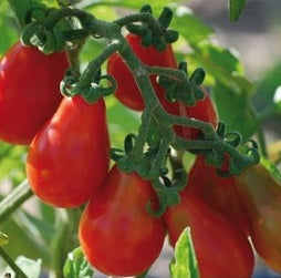 Plant de tomate Poire rouge