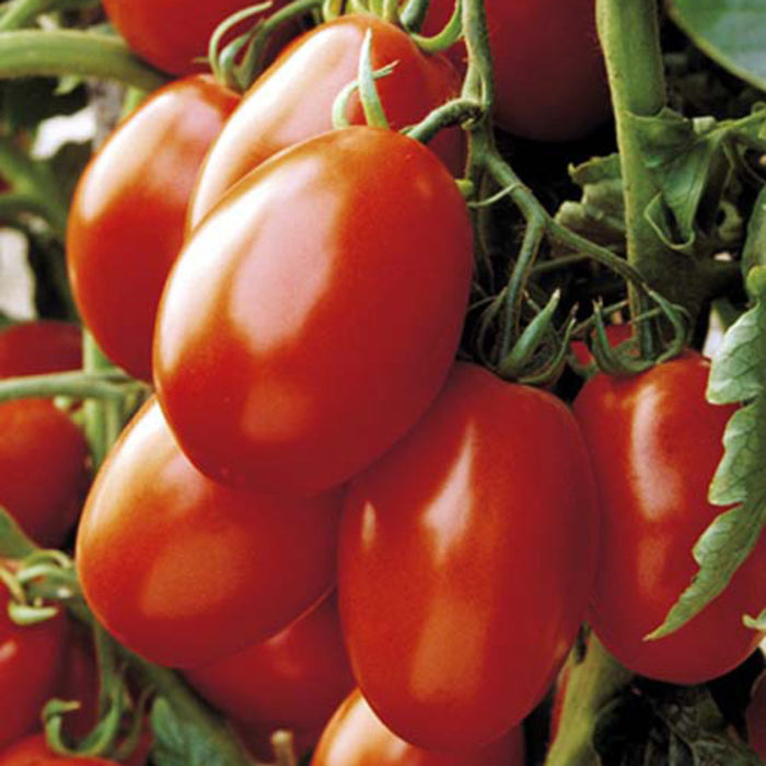 Plant de tomate italienne